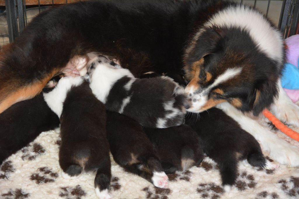 de la villa Loubet - LES CHIOTS DE IOWA ET JEDI SONT NES 