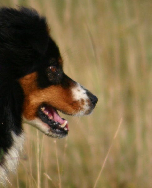 Shawnee de la villa Loubet